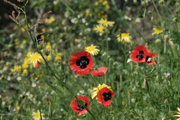 Red poppy on a green background. blooming spring field with red poppy flowers on a green field
