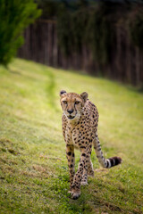 cheetah and its direct gaze