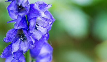 Close up view on Aconitum carmichaelii isolated on blur background.
