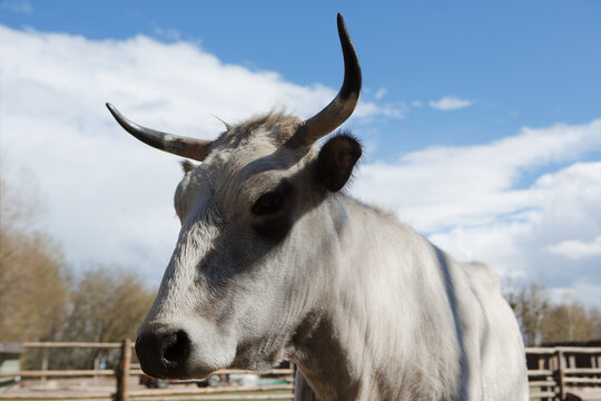 White beautiful cow with horns on the farm. Livestock raising.