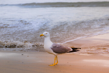 Mouette sur une plage de sable