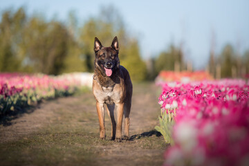 Belgian shepherd dogs in the tulip fields.
