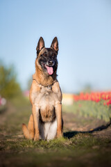 Belgian shepherd dogs in the tulip fields.