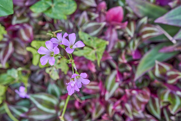 カラフルな背景と紫色の花