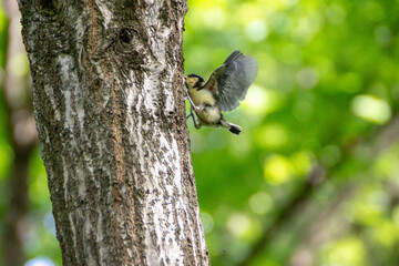 シジュウカラの雛！
この日の朝、巣立ちました！（巣立ったとは言っても実際は巣から落ちるのですが）
上手く飛ぶことのできない雛は、自力で木に登り始めます。地面にいるとヘビや猫などの天敵に狙われるからです。
登っては飛び落ち、また登ってを繰り返し、親から餌をもらいやすいところに移動していくようです！