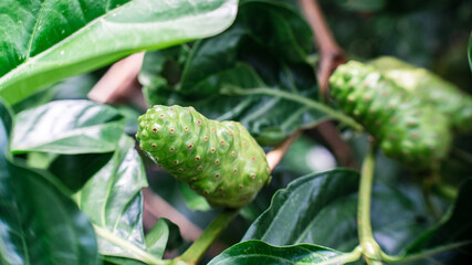 Raw of Noni Fruits with green leafs. Great morinda,Indian mulbery,Morinda citrifolia