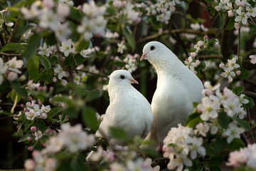 Two white doves with love. Valentine and Sweetest day concept. Couple of pigeons bird on the tree with background of blossom gardens.Love end familly concept.Couple of lover bird. together concept. 