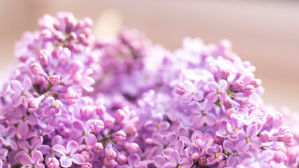 Beautiful floral spring background, banner with lilac branches. Lilac close-up, blurred bokeh background, sunlight. Lilac and pink flowers. 