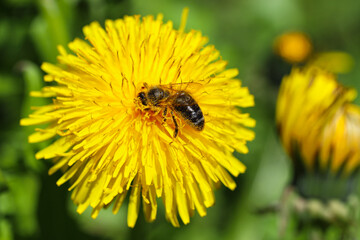 Yellow dandelions with a bee. The honey bee collects nectar from a dandelion flower. Close up of...