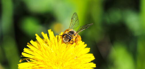 Yellow dandelions with a bee. The honey bee collects nectar from a dandelion flower. Close up of yellow dandelion flowers. Bright dandelion flowers on a background of green spring meadows. Macro.