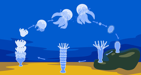 Life cycle of jellyfish. Sequence of stages of development of jellyfish from egg to adult animal in natural habitat © Kazakova Maryia
