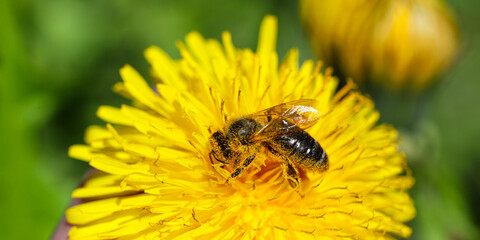 Yellow dandelions with a bee. The honey bee collects nectar from a dandelion flower. Close up of yellow dandelion flowers. Bright dandelion flowers on a background of green spring meadows. Macro.