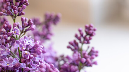 Beautiful floral spring background, banner with lilac branches. Lilac close-up, blurred bokeh background, sunlight. Lilac and pink flowers. 