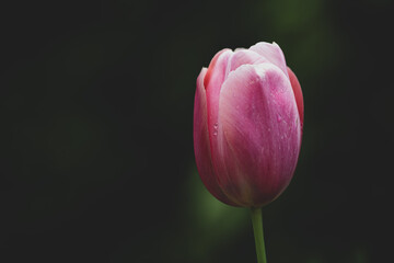 Einzelne Tulpenblüte vor dunklem Hintergrund