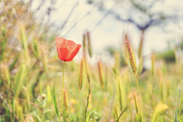 Naklejka premium Red flower in the field in spring