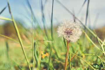 Closeup of a dandelion plant in spring