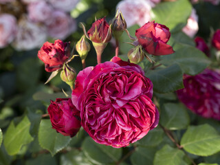 Rare rose flower at cultivation garden species Leonardo Da Vinci