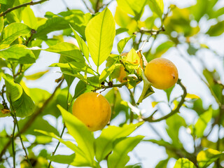 Sun shines through foliage of lemon tree. Fresh ripe fruits grow on branches. Agricultural gardening in Turkey.