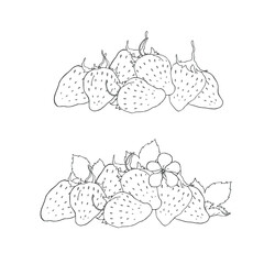 Vector strawberries. Strawberry flowers and leaves. A bunch of strawberries. Blackline vector on white background.