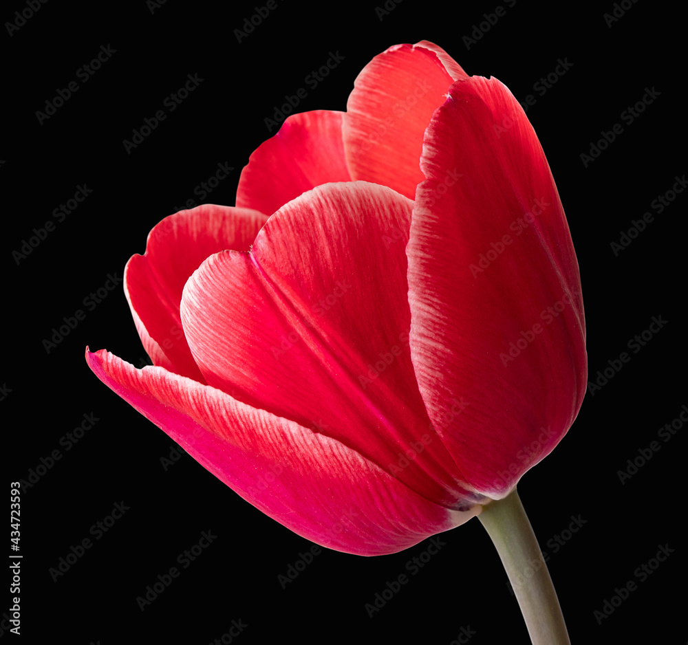 Wall mural tulip red isolated close up on black background