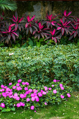Part of the green flower garden in the city, with purple flowers and red leaves and green leaves