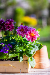 Dahlia seedlings and spring flowers in the garden.