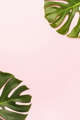 Fototapeta na wymiar Monstera leaves on a pink background with copy space in the center
