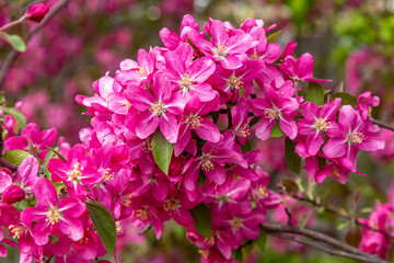 Fototapeta na wymiar Gorgeous Pink blooms