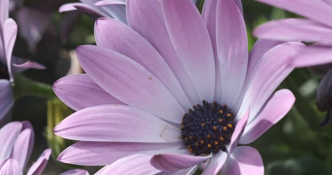 Dimorphoteca pluvialis or African daisy, pink flower.Spring flowering of a splendid Dimorfoteca plant. Close-up macro video shooting. Liguria, Italy.