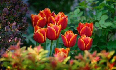 Tulips in the garden