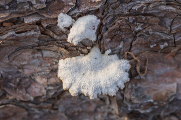 Closeup of pale white split-gill fungus (Shizophyllum commune) growing on the old tree trunk