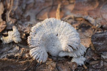 Closeup of pale white split-gill fungus (Shizophyllum commune) growing on the old tree trunk