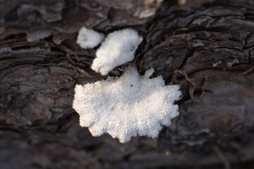 Closeup of pale white split-gill fungus growing on the old tree trunk