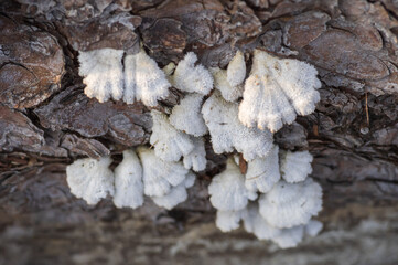 Closeup of bunch of pale white split-gill fungus growing on the old tree trunk