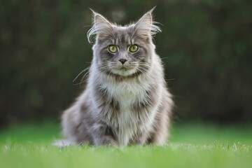 Naklejka na ściany i meble Young Blue Tabby Maine Coon Cat Sits on the Lawn in the Garden. Adorable Feline Animal with Green Eyes in Grass.