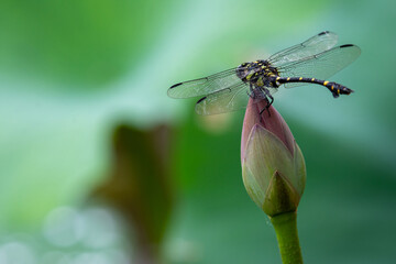 蓮に止まるトンボ