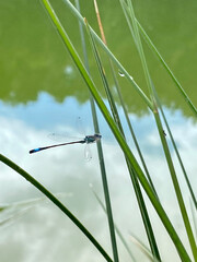 Macro a libelinha