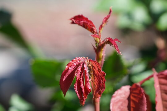 Bocciolo di rosa con afidi. Illustrazione per prodotti fitofarmaceutici. Fito farmaci. Afidi pidocchi rimedi naturali spray piretro disinfestanti biologici non dannosi