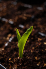 seedling on the black background