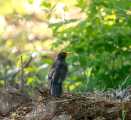 Amsel im Wald