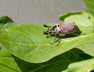 May beetle. (Chafer)
It is a plant pest. In April, May, they actively eat the pulp of flowering buds and soft young leaves, destroying trees, shrubs, flowering plants. Length 22-29 mm.