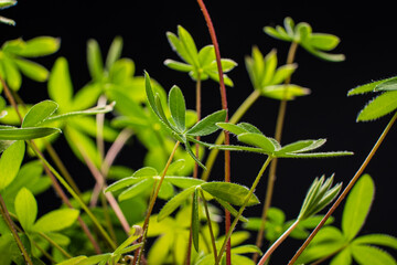 seedling on the black background