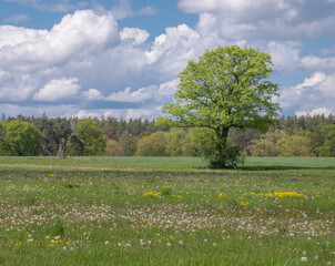 Landschaft im Frühling