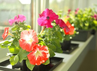 Spring seedlings flowers in plastic pots on windowsill. Flowering seedlings of petunia ready for transplanting into a home garden. Summer flowers. Gardening concept. Care of plants