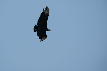 The black vulture (Coragyps atratus)