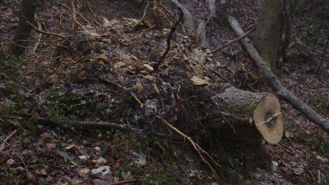 Tracking Shot Orbiting Around Dead Tree Stump