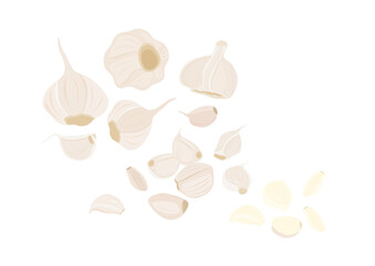 garlic herb vector isolated on white background ep04