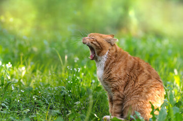 Naklejka na ściany i meble Ginger cat in profile yawns with a wide open mouth on the green grass in the morning sun. Selective focus