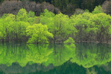 春の錦秋湖