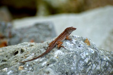 Gecko lizard in the wild on a rock background